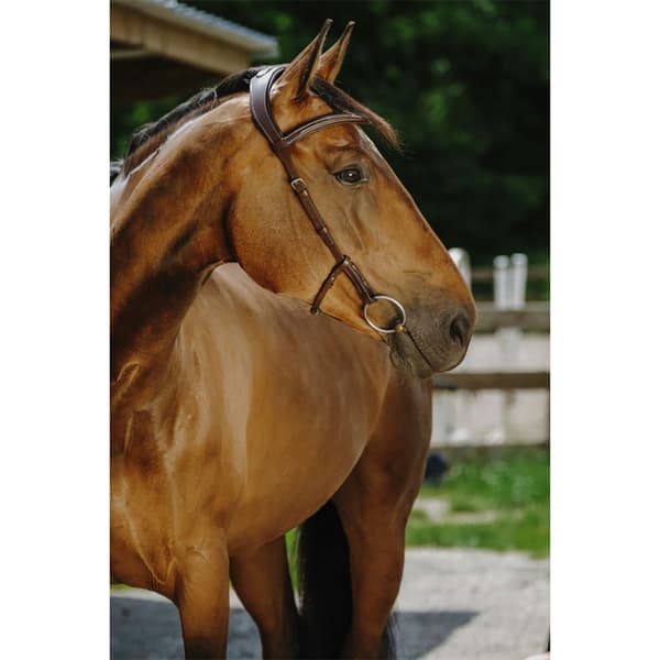 Norton Equestrian Freedom Suitset  Full
