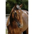 Pikkukuva 1 / 3: Norton Equestrian Freedom Suitset  Full