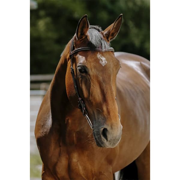 Norton Equestrian Freedom Suitset  Full