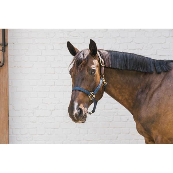 Kentucky Breakaway Halter  Cob