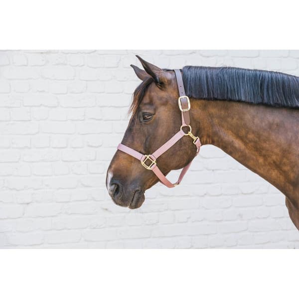 Kentucky Breakaway Halter  Full