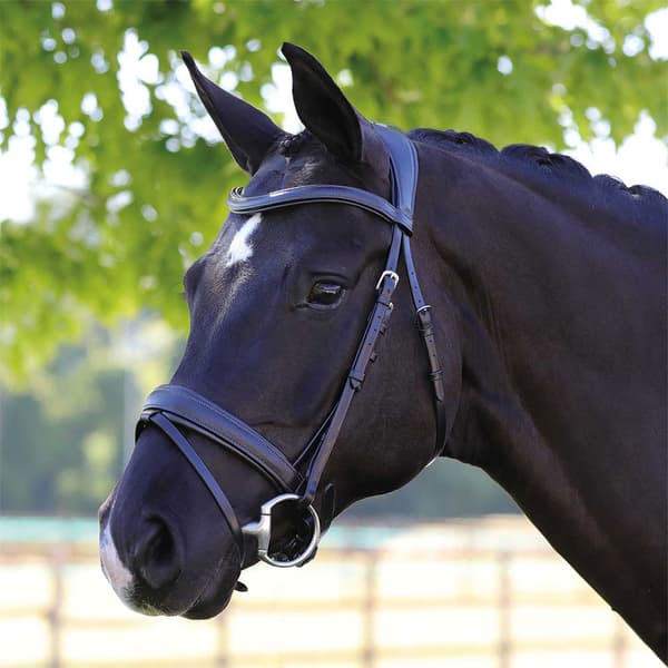Acavallo Primavera Suitset  Cob