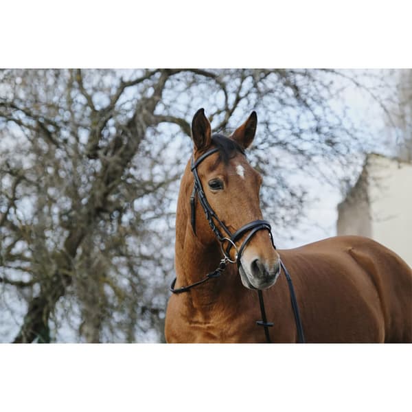 Norton Equestrian Training Tygel  Shetland