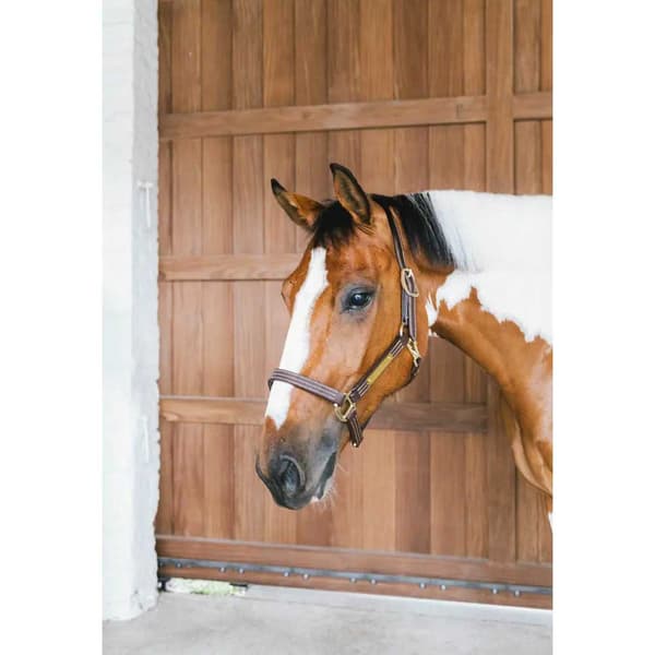 Kentucky Wellington Halter  Full