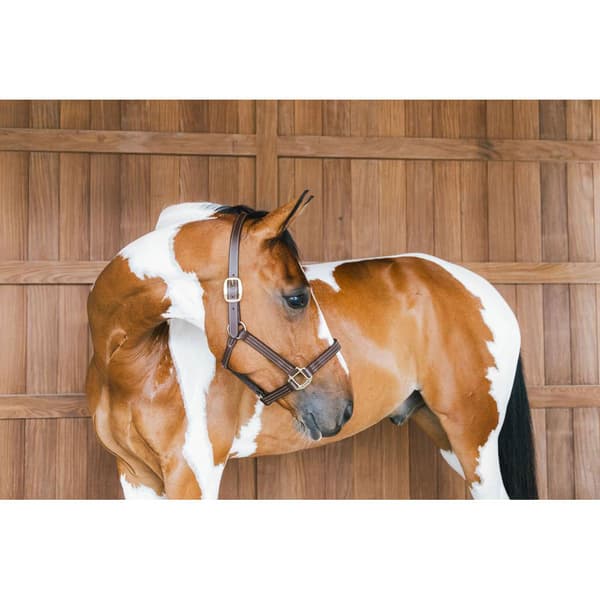 Kentucky Wellington Halter  Full