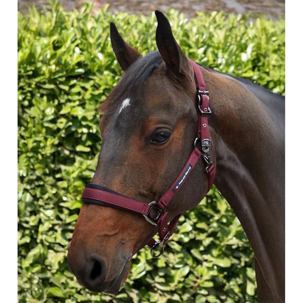 Premier Equine Corda Padded Grime Og Førerem  Full