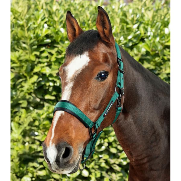 Premier Equine Corda Padded Grime Og Førerem  Full