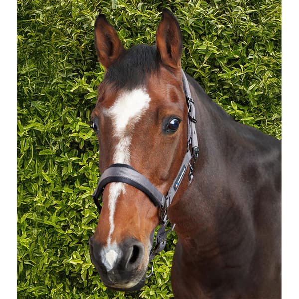 Premier Equine Corda Padded Grime Og Førerem  Cob