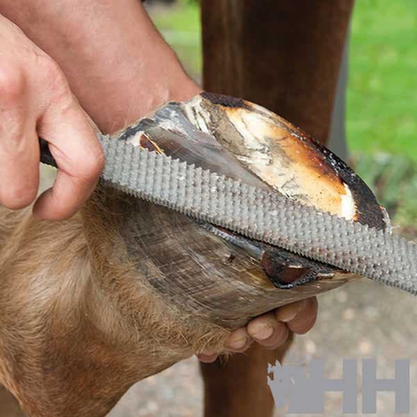 Pferd Rasp Kahva Hopeinen 350 mm