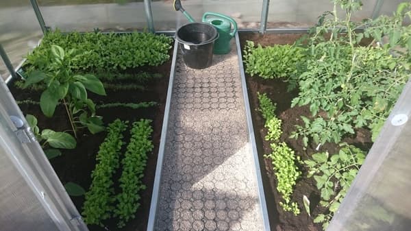 Växthus Baumera Klasika 3x8m med 4 mm polykarbonatbeläggning