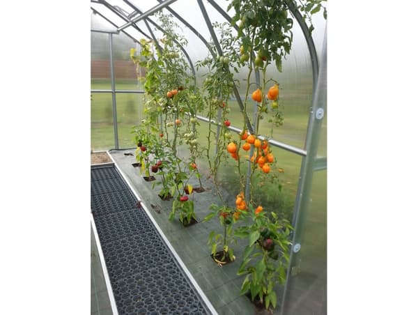 Drivhus Baumera STANDARD 15 - 2,5x6m med 4 mm polycarbonatbelægning