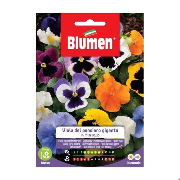 HALVVIOLA DEL PENSIERO GIGANTE BLUMEN