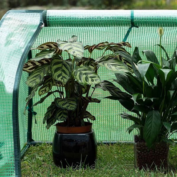 Rootz Film Greenhouse - Plant Shelter - Tomat House - UV-resistent - 130cm x 60cm x 50cm - Året runt - Vit/Grön