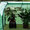 Miniatyrbild 5 av 9: Rootz Film Greenhouse - Plant Shelter - Tomat House - UV-resistent - 130cm x 60cm x 50cm - Året runt - Vit/Grön