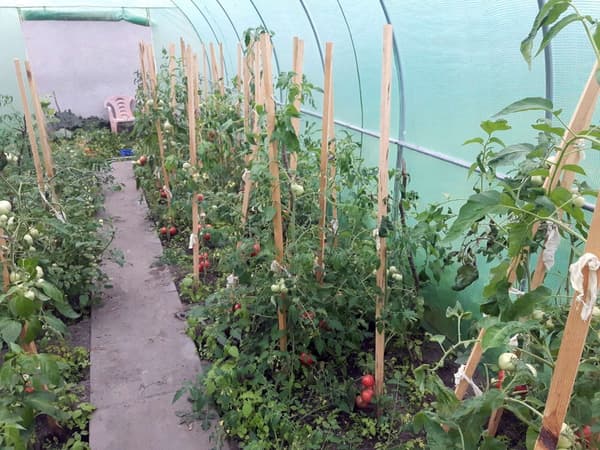 Folietunnel - AUREA havedrivhus 2x3m