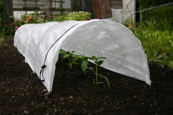 Havetunnel lavet af vinteragrotekstil 5 m