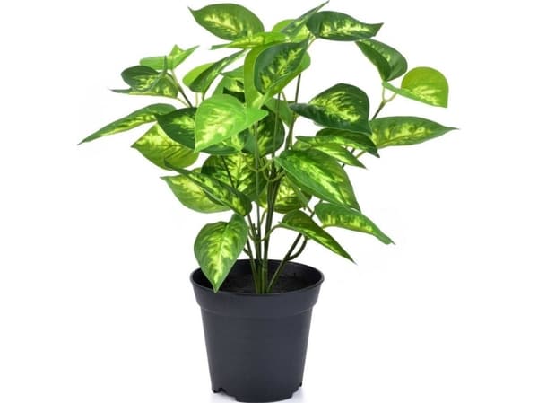 Mondeks ELISE Green 6 kupin setti 250ml