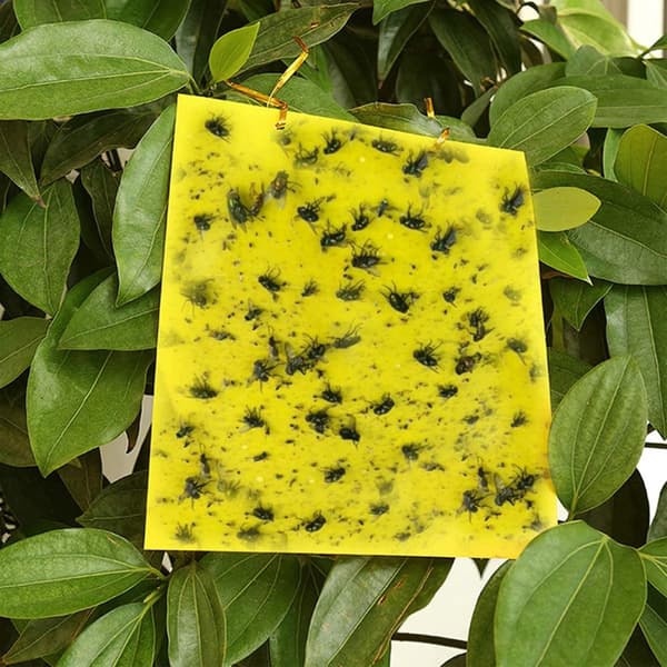 Klebrig fluepapir, 20-pakning Gul 20x10 cm