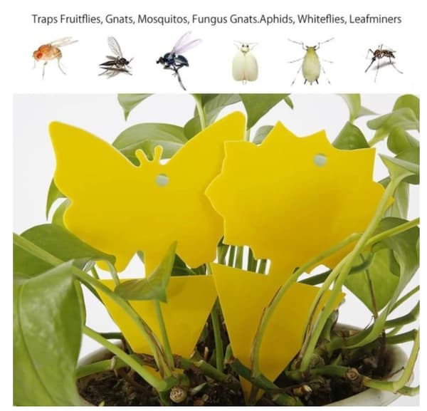 20 stk klæbrig fælder, klæbrig frugtflue og plante myggebug