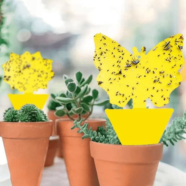12-Pack Insektsfällor för Rabatt / Växter / Plantor