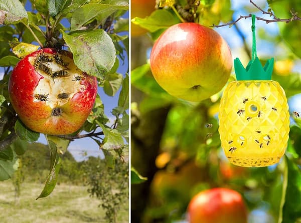 NoBzzz FÆLDE TIL HVEPSEFLUER 2 STK. GENBRUGELIG EFFEKTIV ANANAS