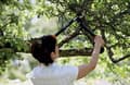 Miniatyrbillede 3 af 4: Fiskars PowerGear II Lopper Bypass L70 - 45 cm
