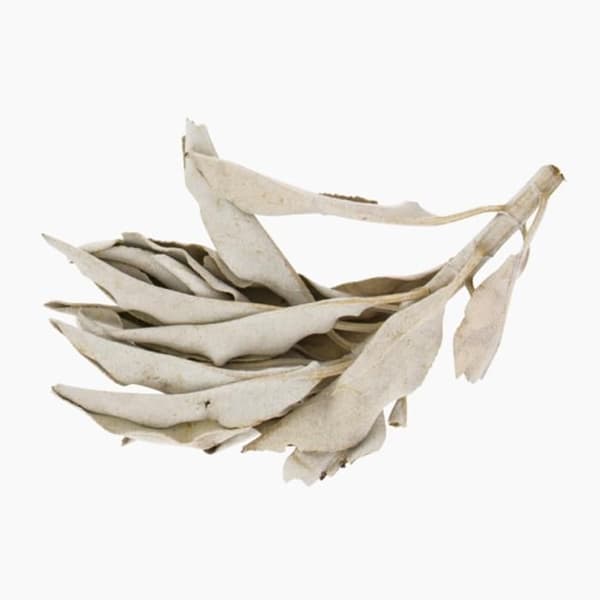 Kaliforniensalvia att bränna