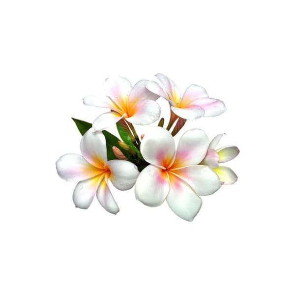 Parfum för ljus 27 ml Blommor från öarna