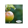 Miniatyrbild 1 av 4: Bläckpatron EPSON T1295 Apple bläckpatroner Multipack 4 färger Easymail