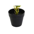 Pikkukuva 3 / 4: Koristekasvi DKD Home Decor PVC polypropeeni 25 x 25 x 30 cm