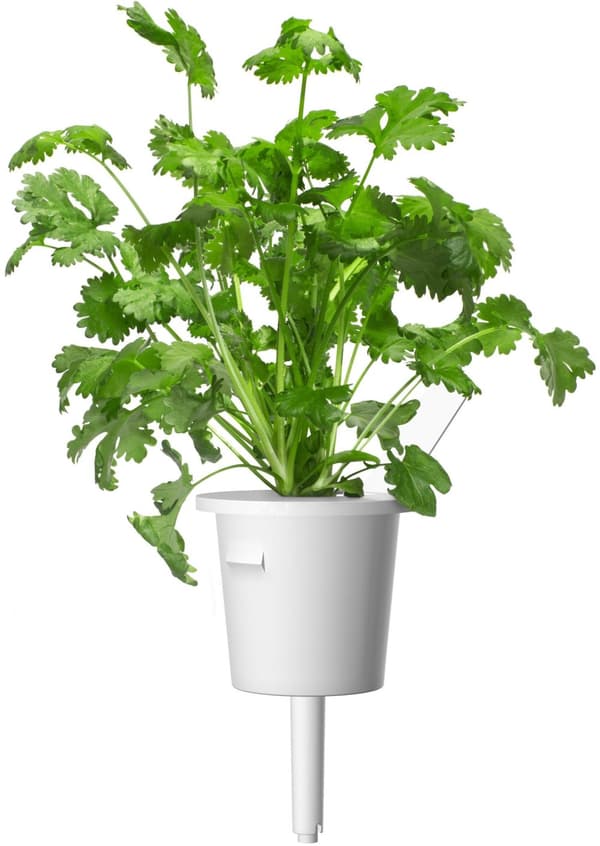 Click & Grow Smart Garden refill Coriander 3pcs