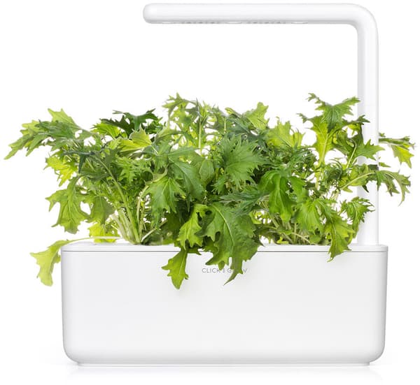 Click & Grow Smart Refill Mizuna 3pcs