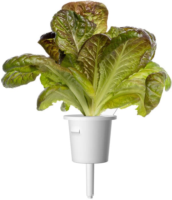 Click & Grow Smart Refill Red romaine lettuce 3pcs