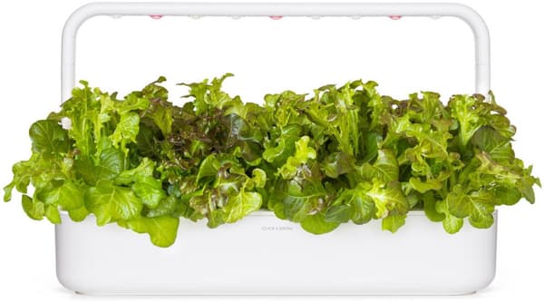 Click & Grow Smart Refill Red Oakleaf Lettuce 3pcs