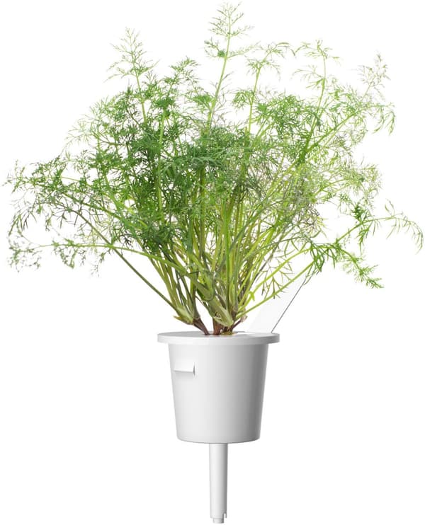 Click & Grow Smart Garden refill Dill 3pcs
