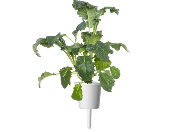 Click & Grow Smart Refill Italian Kale 3pcs