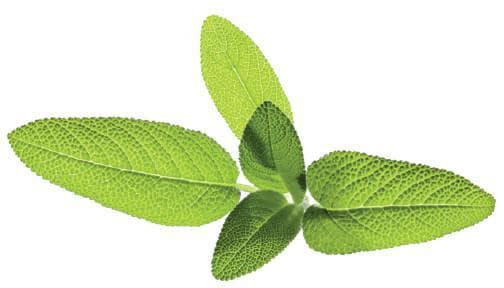 Sourcing | Seeds for Smart Pots Refill Sage, 3pcs | SGR7X3