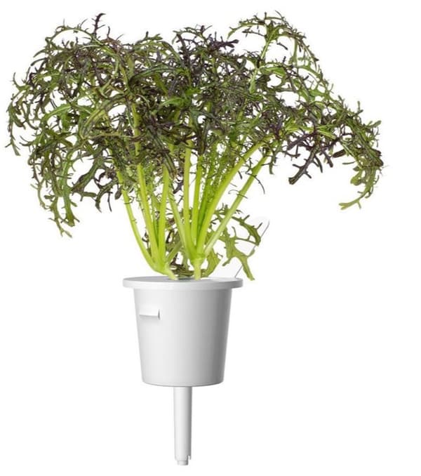 Click & Grow Smart Garden refill Red Frill Mustard 3pcs