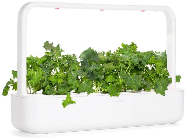 Click & Grow Smart Refill Green Kale 3pcs