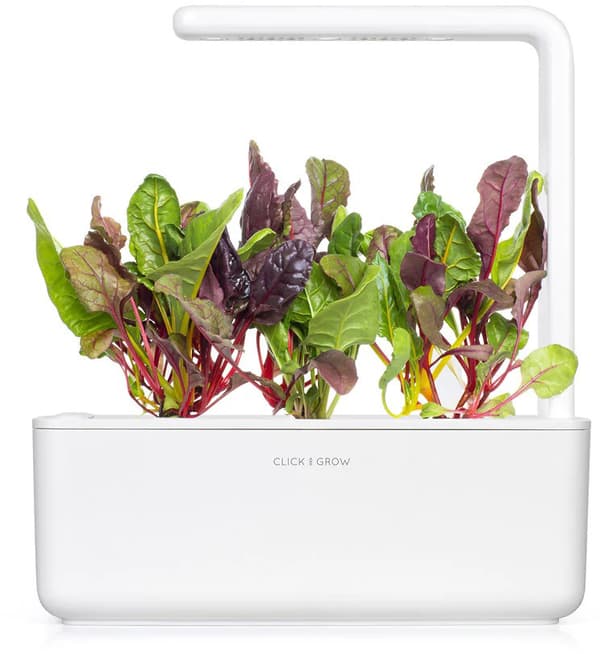 Click & Grow Smart Refill Rainbow Chard 3pcs