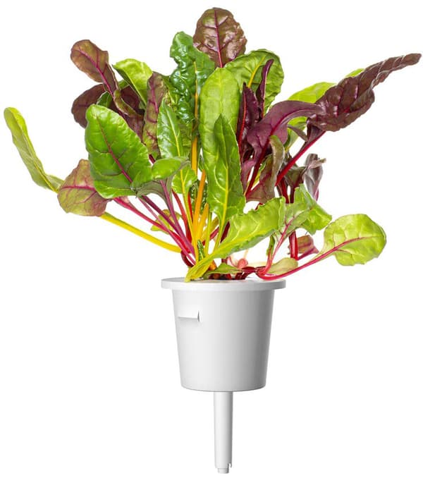 Click & Grow Smart Refill Rainbow Chard 3pcs