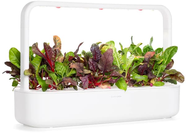 Click & Grow Smart Refill Rainbow Chard 3pcs