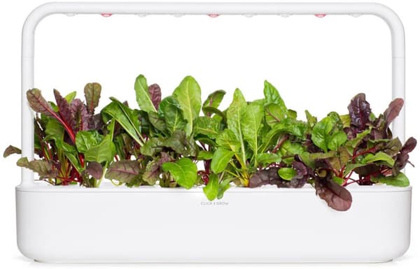 Click & Grow Smart Refill Rainbow Chard 3pcs