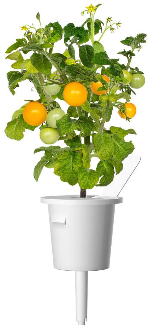 Click & Grow Smart Garden refill Yellow Mini Tomato 3pcs