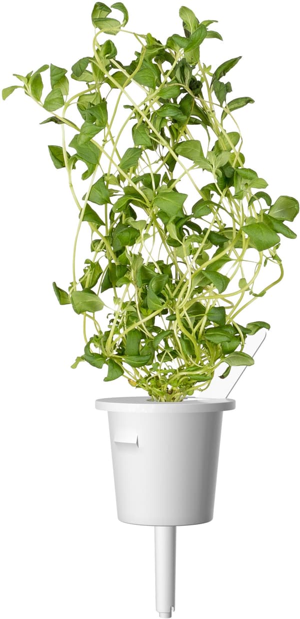 Click & Grow Plant Pod Italian Mix 9pcs