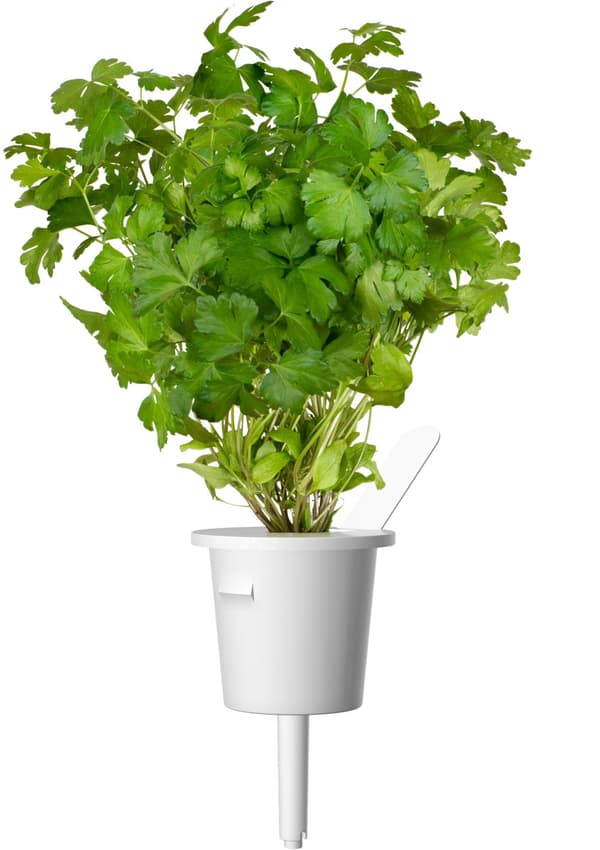 Click & Grow Plant Pod Steak Mix 9pcs