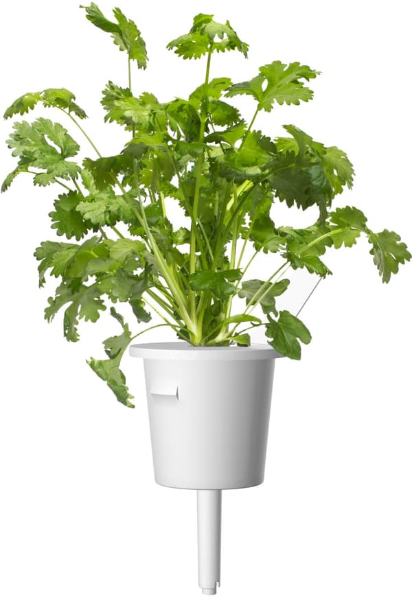Click & Grow Plant Pod Steak Mix 9pcs