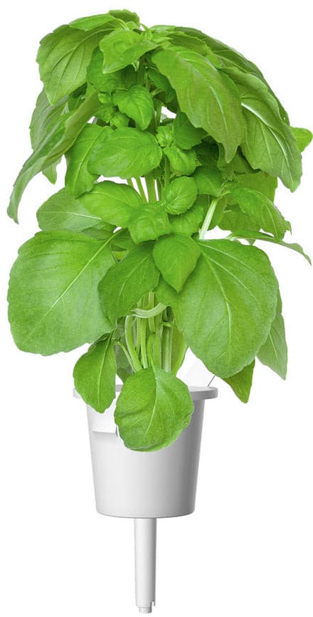 Click & Grow Smart Garden refill Marseille Basil 3pcs