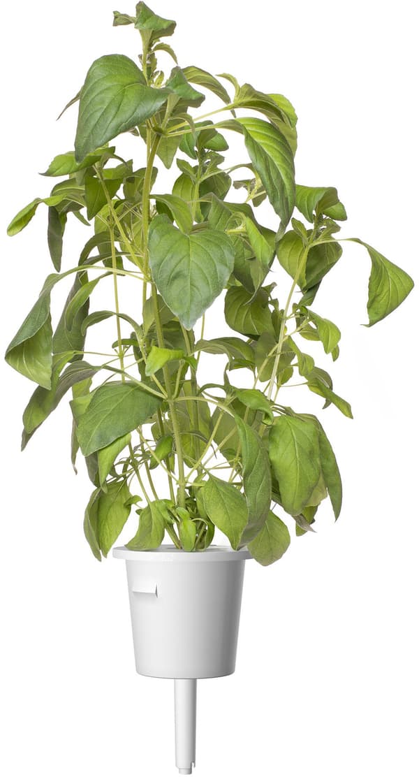 Click & Grow Smart Garden refill Lime Basil 3pcs