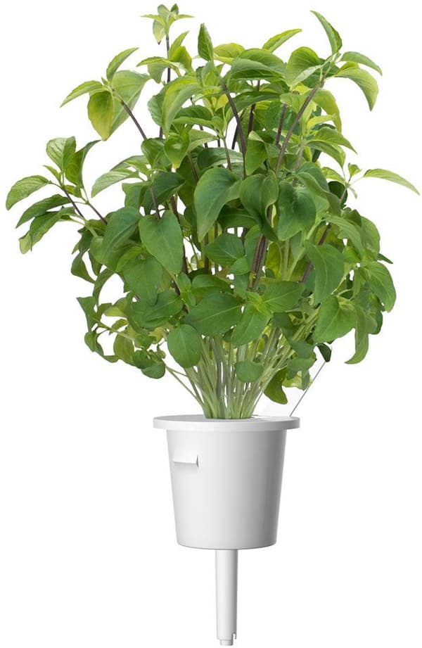 Click & Grow Smart Garden refill Thai Basil 3pcs